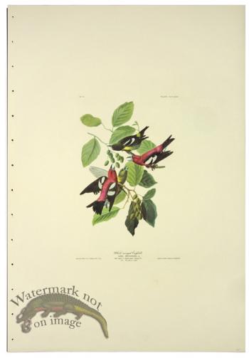 White-winged Grossbill L.E.